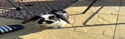 Dwarf Lop rabbits for sale: Two lovely dwarf lops in Basingstoke - Advert 3