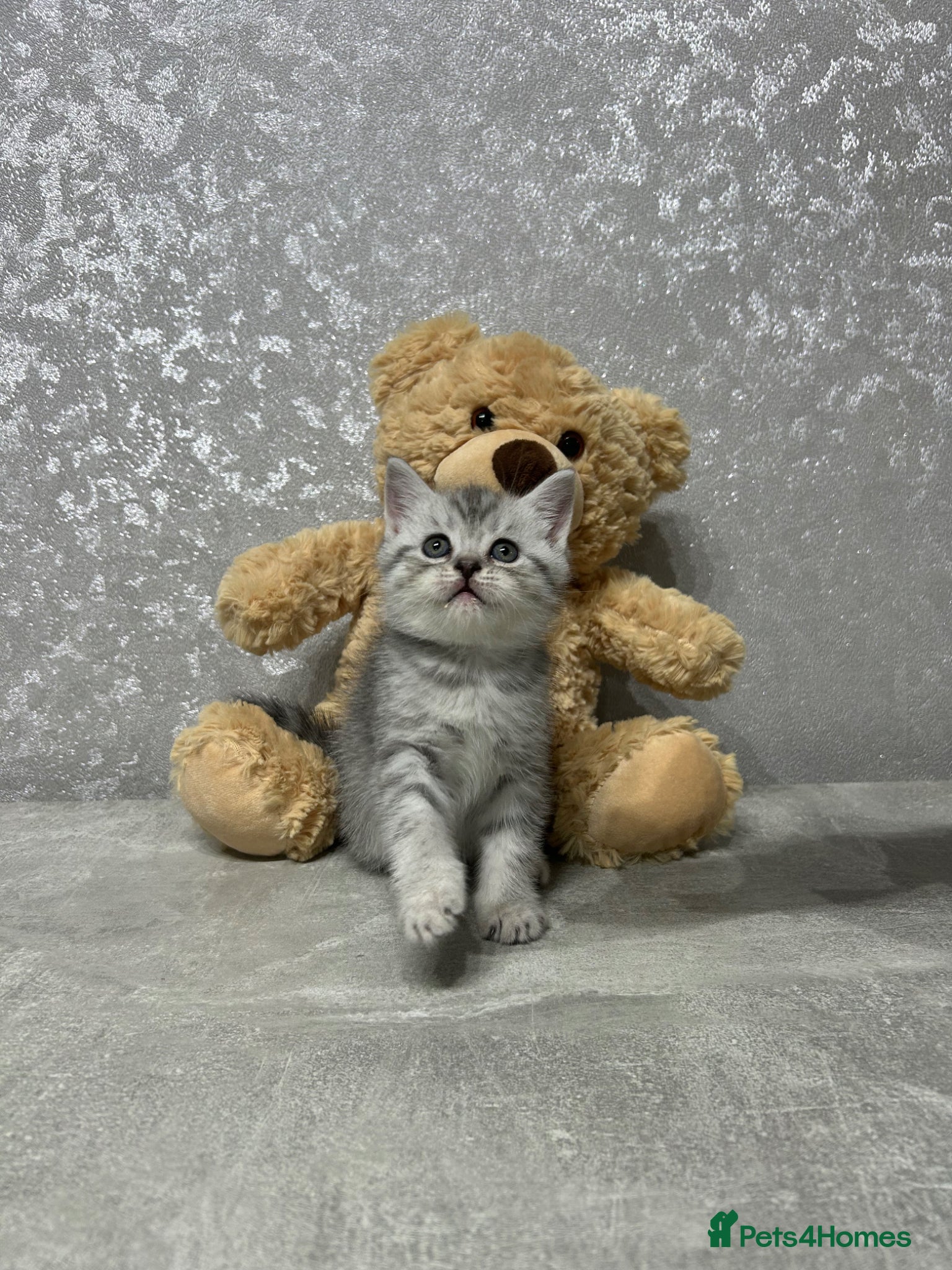 British Shorthair cats British Shorthair Silver Tabby Kittens – £700 - Advert 1