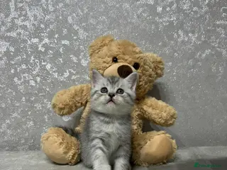 British Shorthair cats British Shorthair Silver Tabby Kittens – £700 - Advert 1