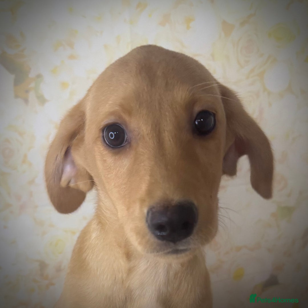 Labrador Retriever dogs for sale: Light Fox Red Labradors *Ready Now* - Image 27