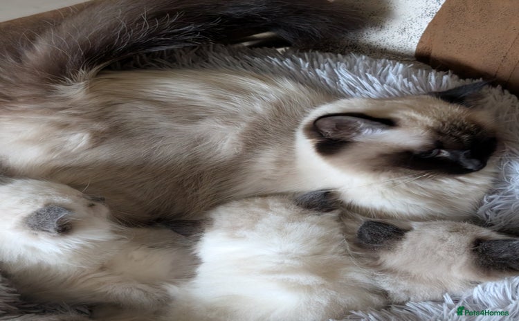 Ragdoll cats  Ragdoll kitten  - Advert 1