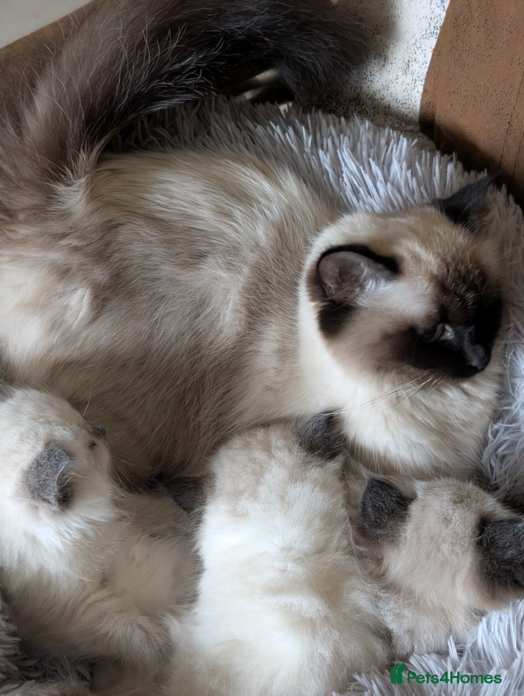 Ragdoll cats for sale:  Ragdoll kitten  - Advert 1