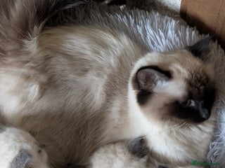 Ragdoll cats for sale: Ragdoll kitten - Advert 1