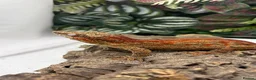 Gecko reptiles for sale: Gargoyle (pet only) - Advert 3