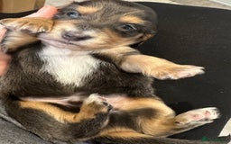 Miniature Dachshund dogs for sale: Long haired miniature dachshund  - Image 5