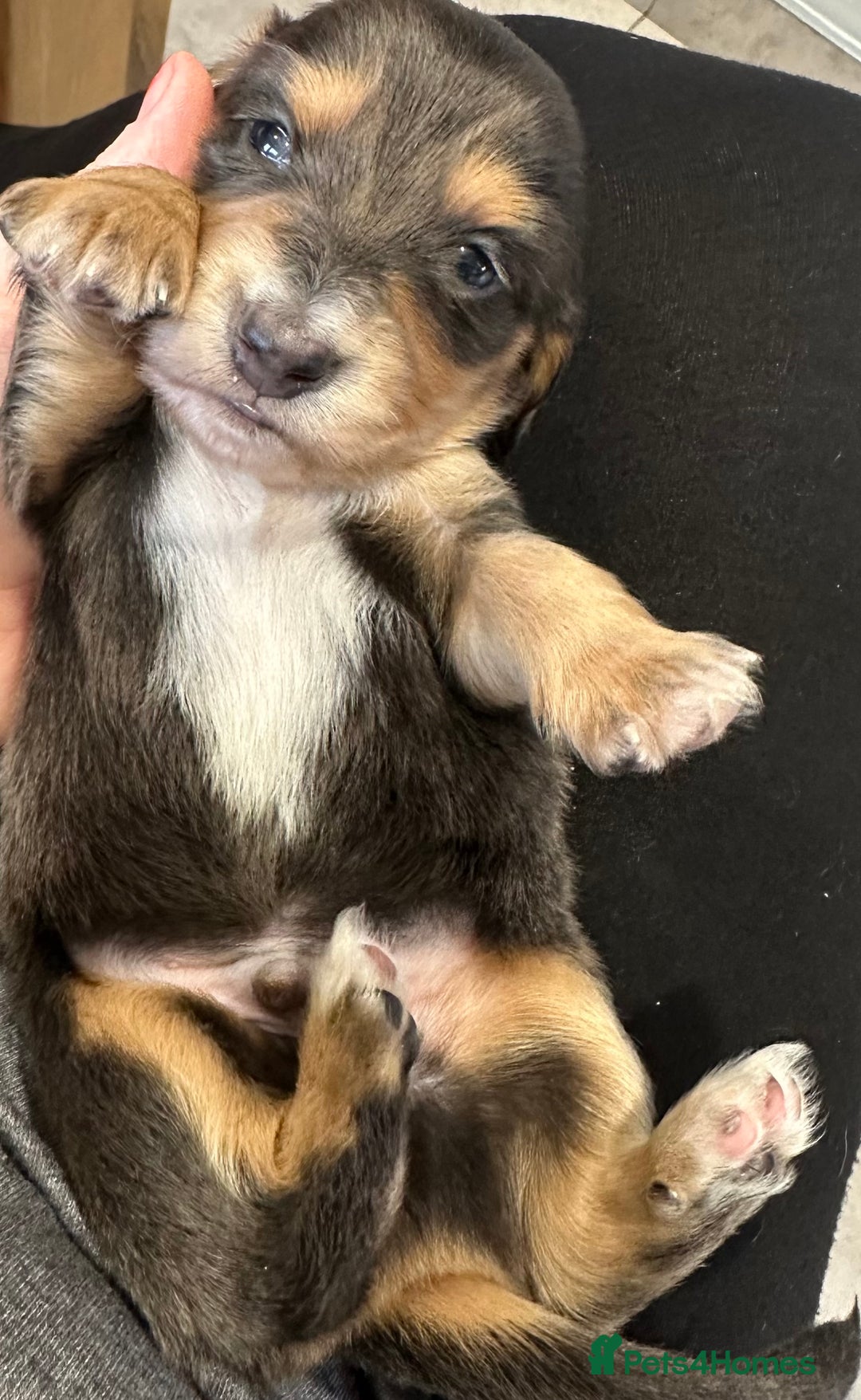 Miniature Dachshund dogs for sale: Long haired miniature dachshund  - Image 5