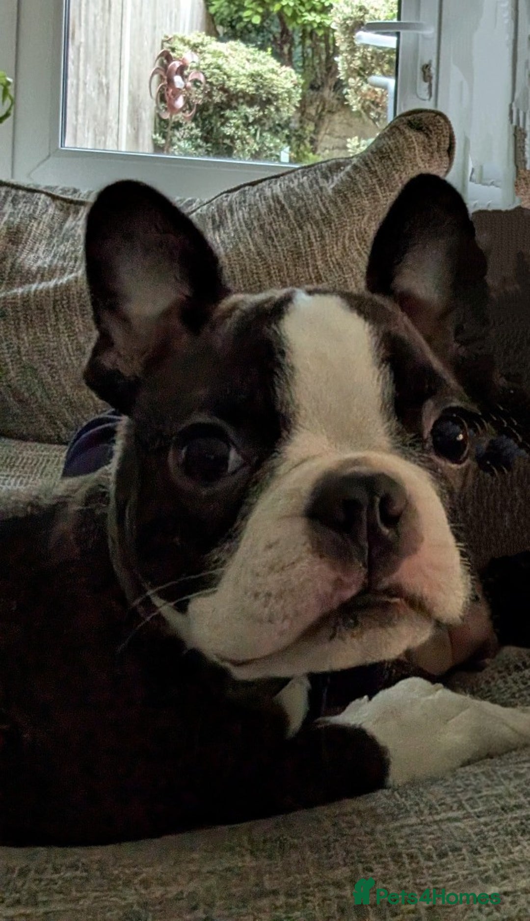Boston Terrier dogs for sale: SOLD** - Advert 20