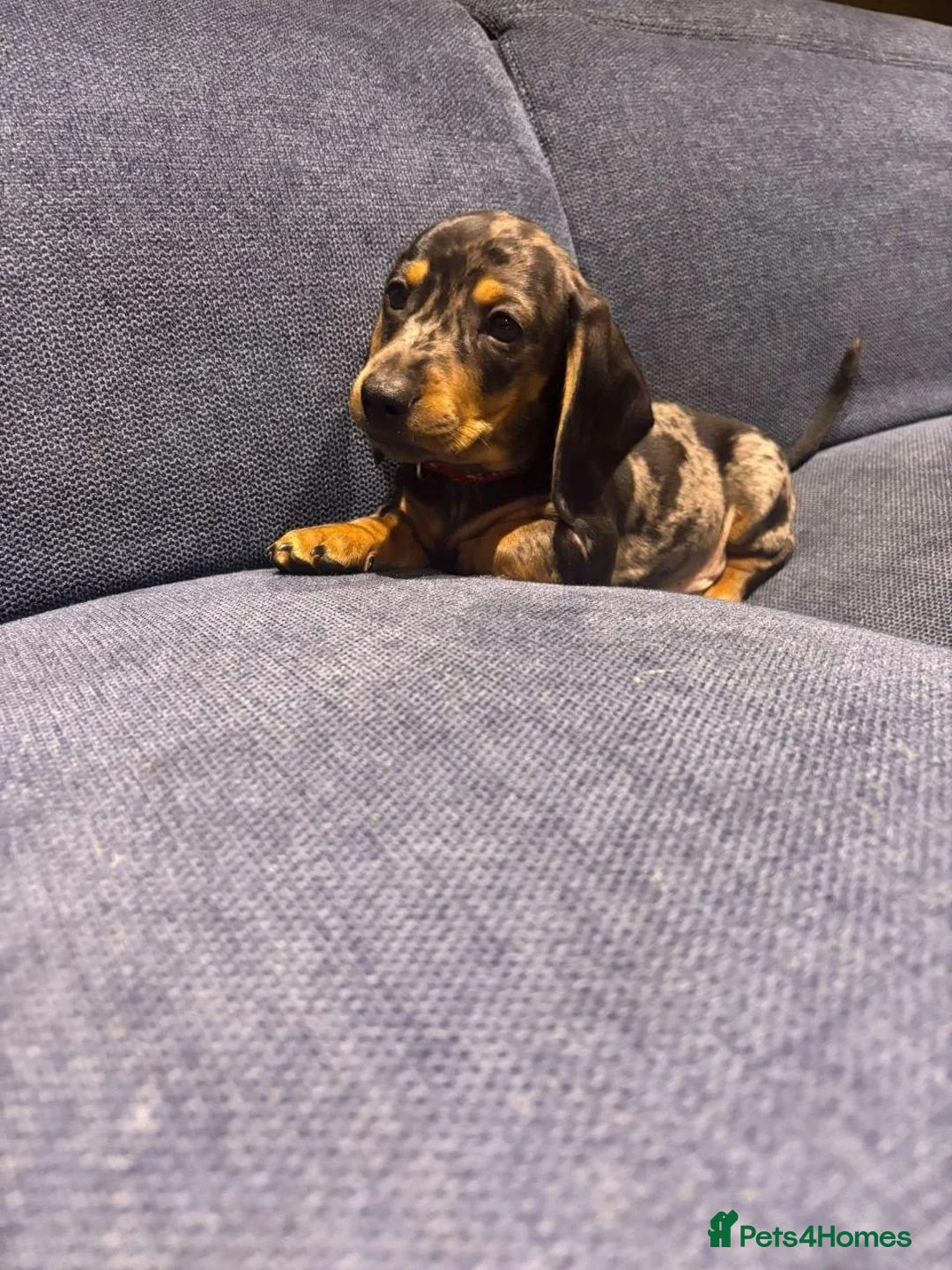 Miniature Dachshund dogs for sale: Miniature Dachshund Lovely Puppies for Sale in Richmond - Advert 2