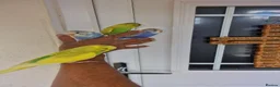 Budgerigars birds for sale: Super Silly hand tamed budgie - Advert 10