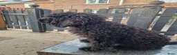 Cockapoo dogs for sale: Full Vaccinations READY NOW Show Cockapoo F1b - Advert 4