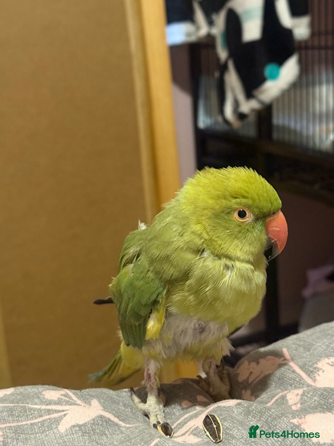 Ringnecks birds for sale: Tame ringneck  - Advert 3