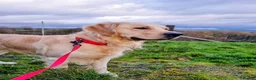 Golden Retriever dogs for stud: RKC Kensesqui Karamel Sutra - Advert 6