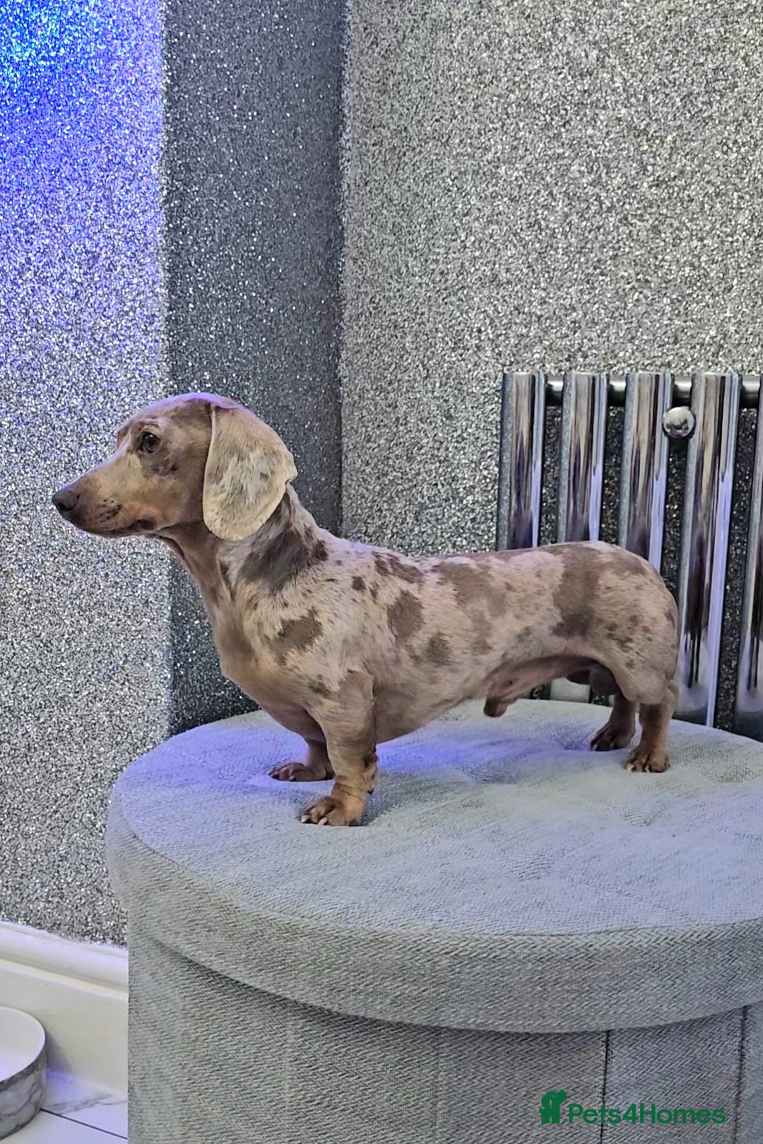 Miniature Dachshund dogs Miniature Dachshund Isabella dapple stud  - Advert 19