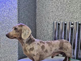 Miniature Dachshund dogs Miniature Dachshund Isabella dapple stud - Advert 13