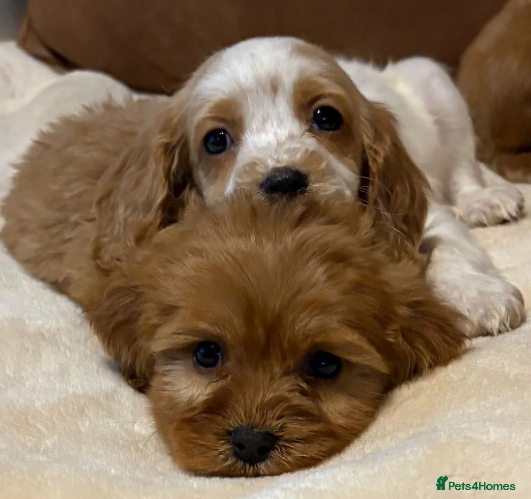 Cockalier dogs for sale: Adorable cockaliers  - Advert 3