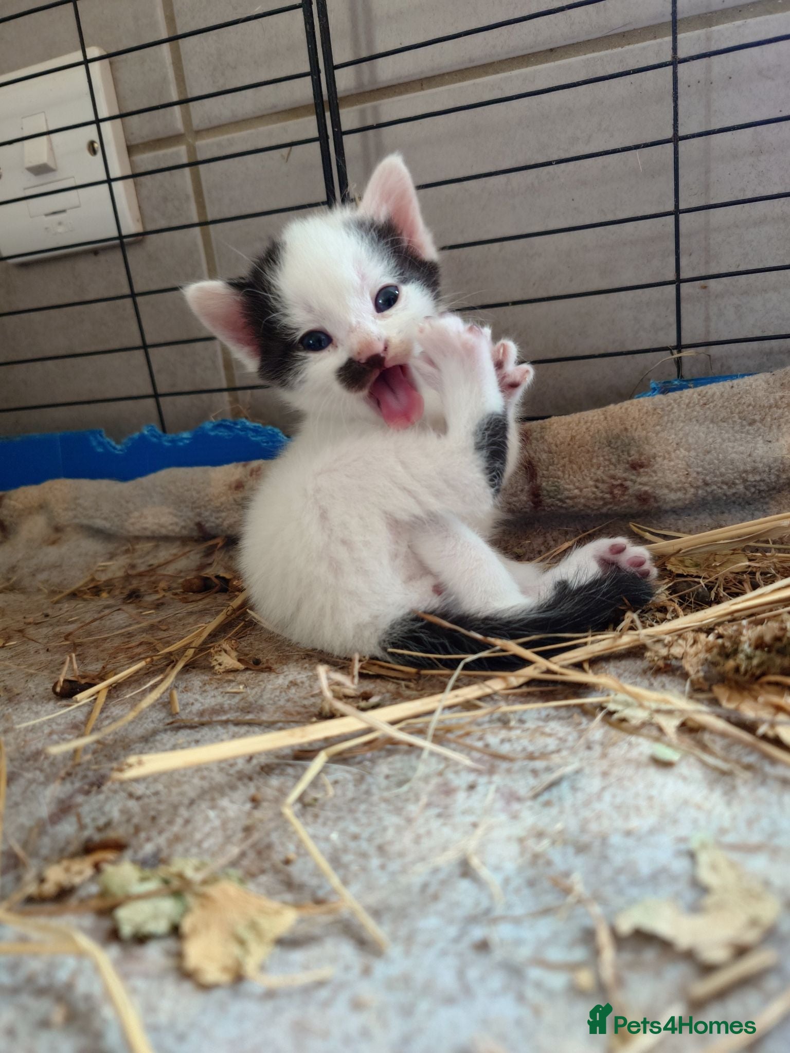 Mixed Breed cats Friendly Farm Kittens - Advert 1