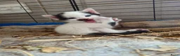 Mixed Breed cats for sale: Friendly Farm Kittens - Advert 1
