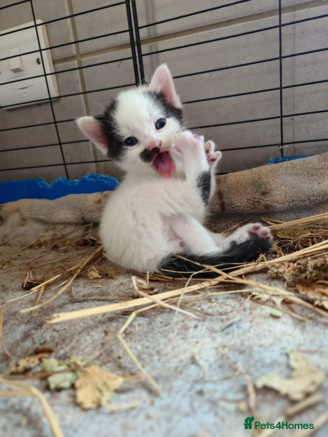 Mixed Breed cats for sale: Friendly Farm Kittens - Advert 1