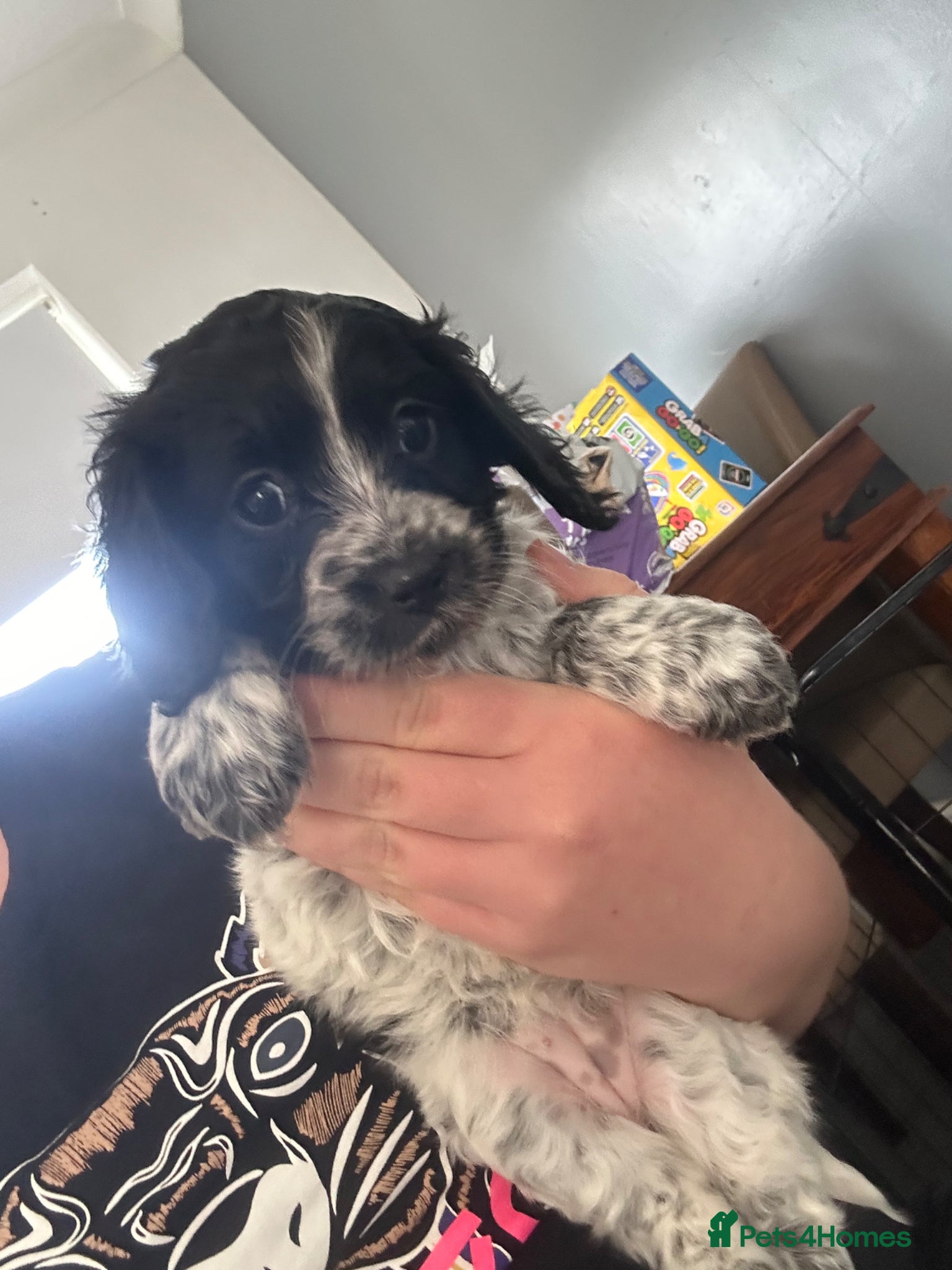 Mixed Breed dogs Cockalier-poo - Advert 9