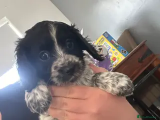 Mixed Breed dogs Cockalier-poo - Advert 9