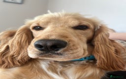 Cocker Spaniel dogs for sale: Marley - Image 2