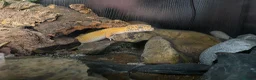 Leopard Gecko reptiles for sale: Leopard gecko male  in Bromsgrove - Advert 2
