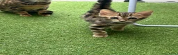 Bengal cats for sale: baby bengal male - Advert 3