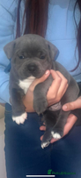 Staffordshire Bull Terrier dogs - Advert 9