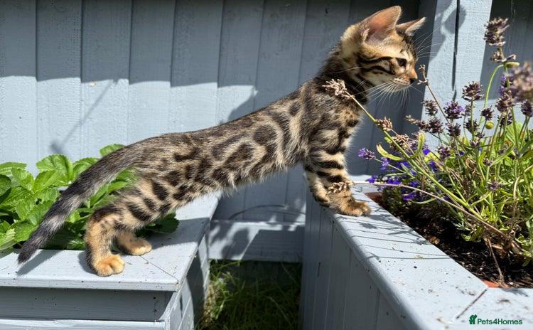 Bengal cats - Advert 12