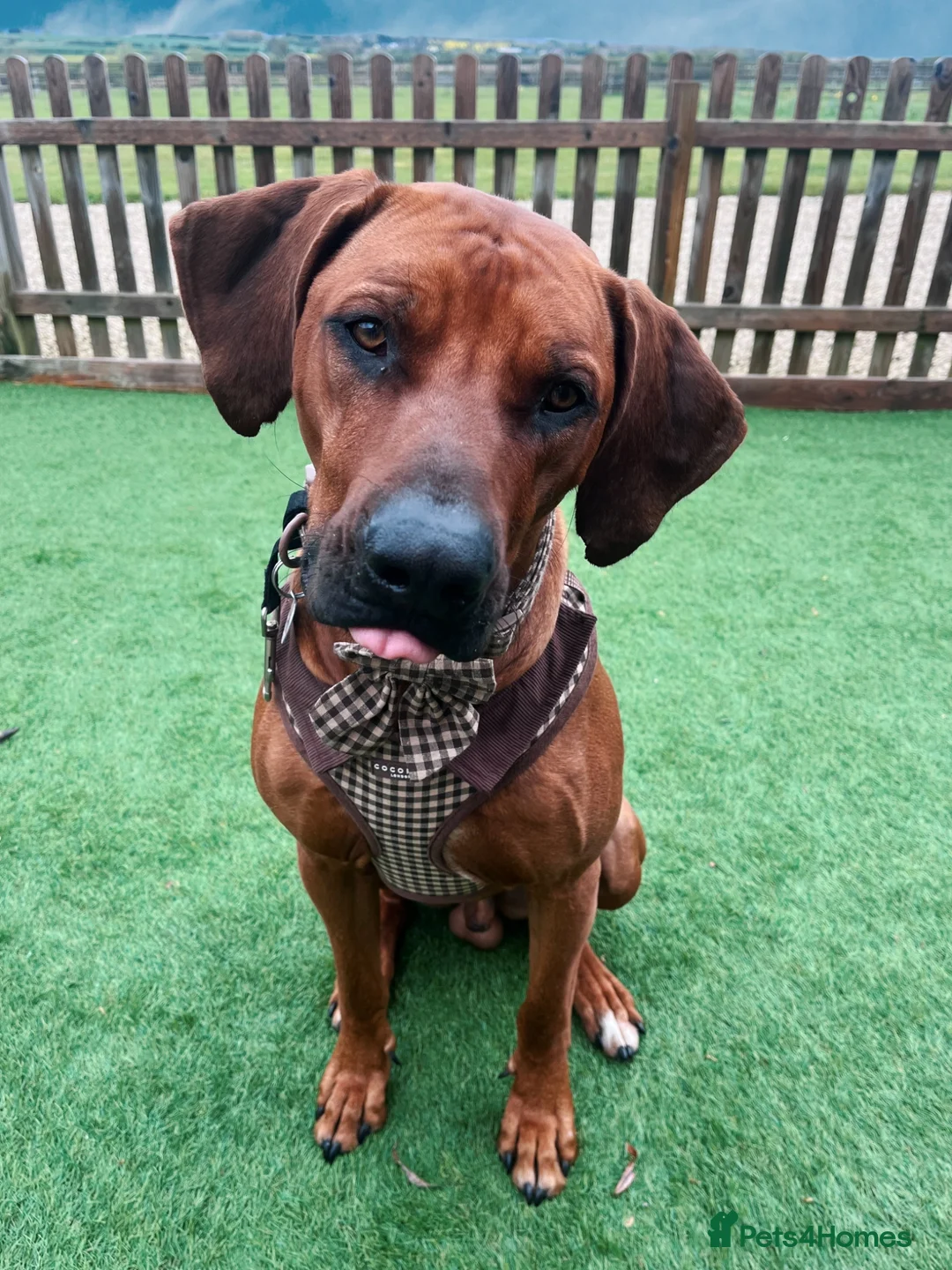 Rhodesian Ridgeback dogs for stud: KC registered male Rhodesian Ridgeback  in Sheffield - Advert 1