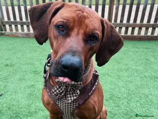 Rhodesian Ridgeback dogs KC registered male Rhodesian Ridgeback - Advert 1