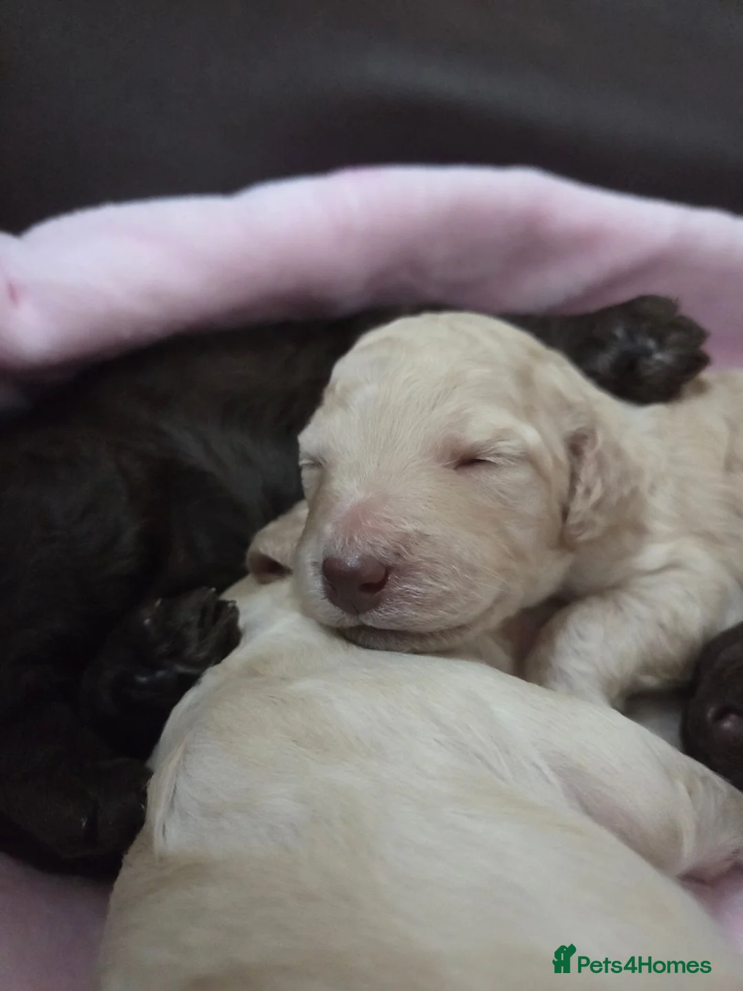 Cockapoo dogs for sale: Cockapoo puppies ready in one week - Advert 1
