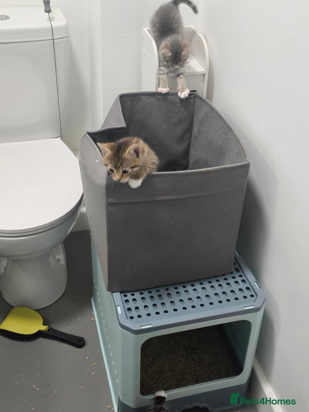 Domestic Shorthair cats for sale: Kittens - Image 4
