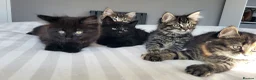 Maine Coon cats for sale: 5 Gorgeous Kittens Maine Coon Tabby Mix - Advert 3