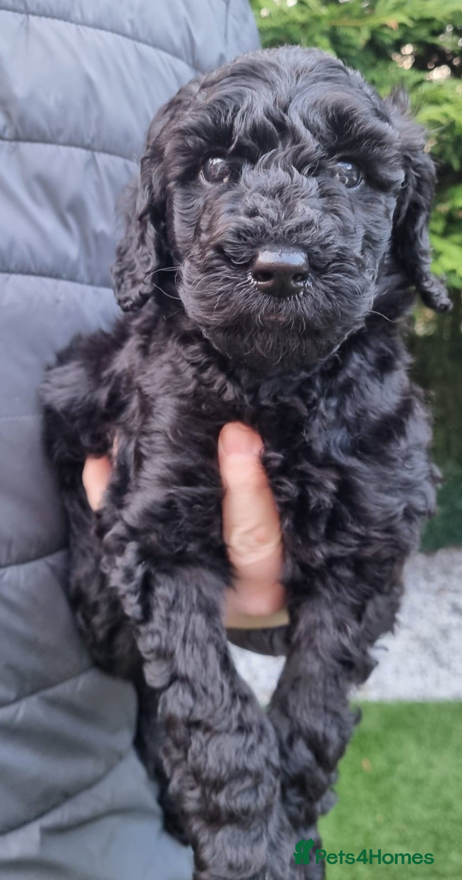 Labradoodle dogs 🐾 Beautiful Curly F4 Black Labradoodle Boy  🖤 - Advert 3