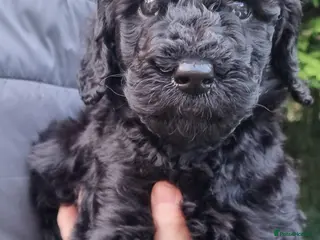 Labradoodle dogs 🐾 Beautiful Curly F4 Black Labradoodle Boy 🖤 - Advert 3