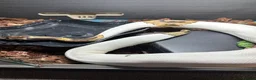 Python Snake reptiles for sale: Beautiful female Pied Royal python.  - Advert 6