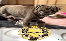 Pug dogs for sale: Stunning litter lilac tans and lilac tan pandas - Image 3