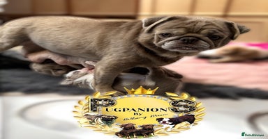 Pug dogs - Advert 2