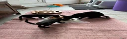 Oriental cats for sale: ORIENTAL KITTENS - Advert 4