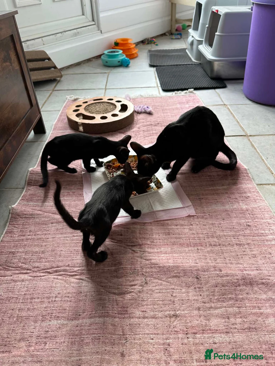 Oriental cats for sale: ORIENTAL KITTENS - Advert 4