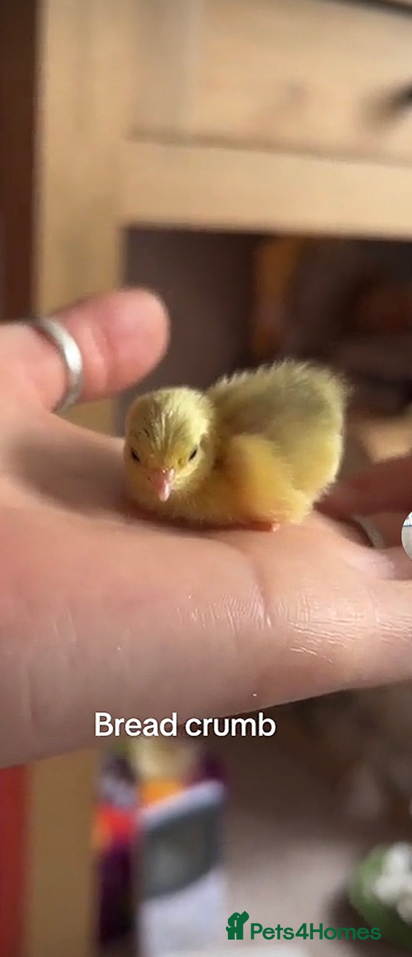 Quail poultry for sale: Button quail chicks for sale (Chinese painted) - Advert 2