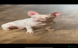 French Bulldog dogs for sale: French bulldog wire hair pink  - Image 2