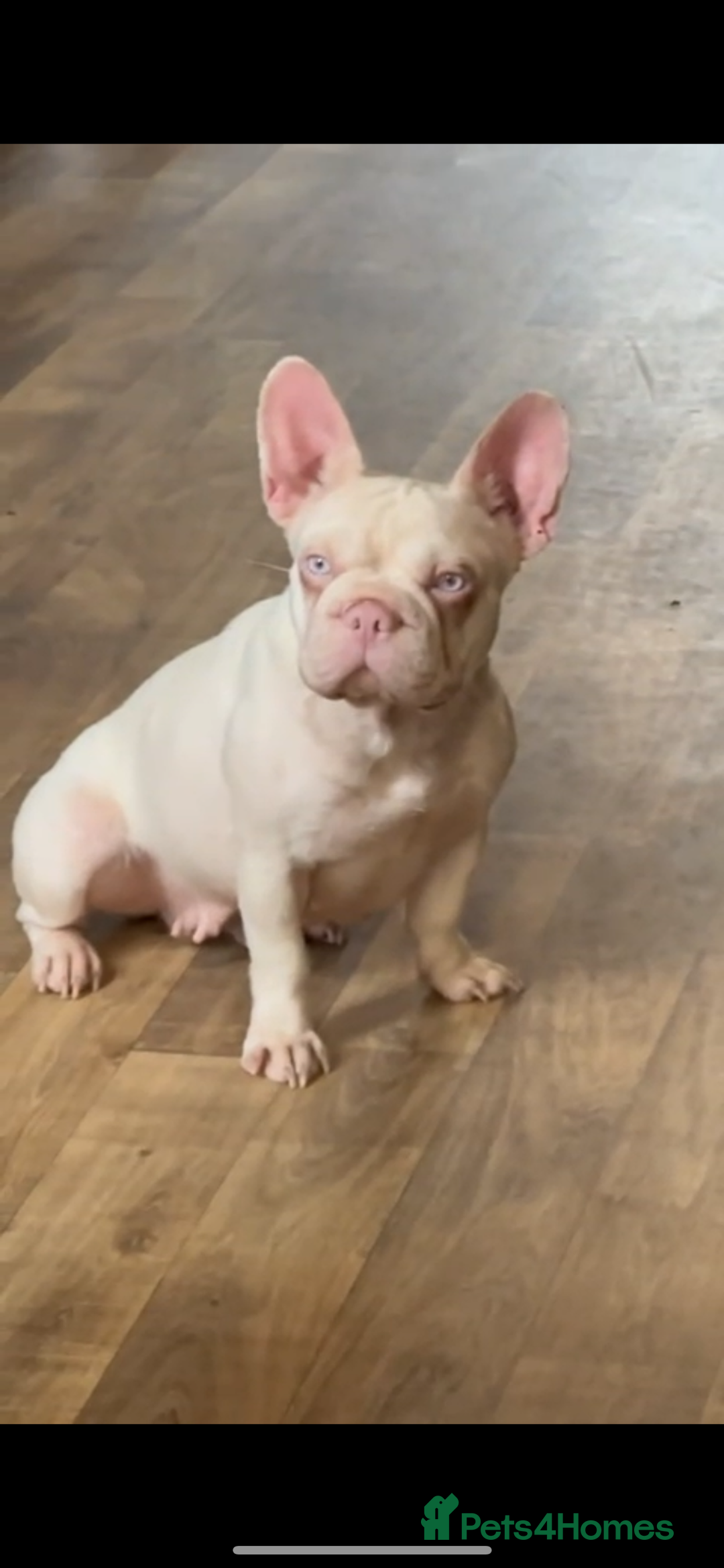 French Bulldog dogs for sale: French bulldog wire hair pink  - Image 2