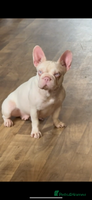 French Bulldog dogs - Advert 2