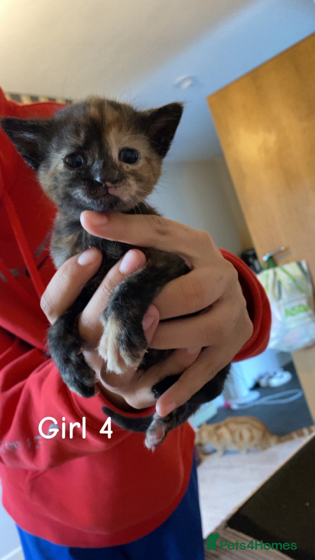 Mixed Breed cats for sale: 6 mixed breed kittens - Image 5