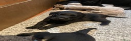 Labrador Retriever dogs for sale: Black Labrador puppies - Advert 3
