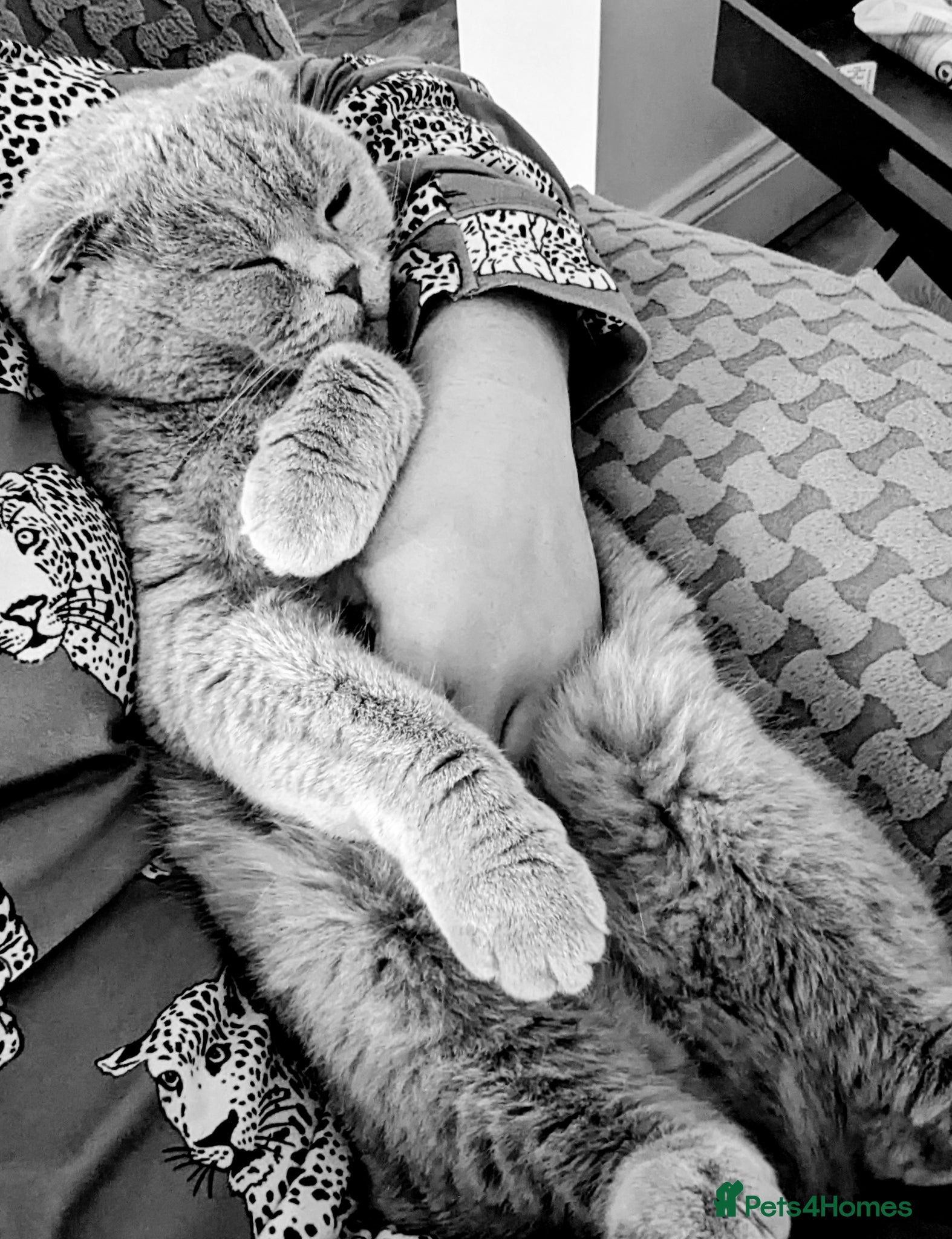 Scottish Fold cats Scottish fold 5 year old male  - Advert 2