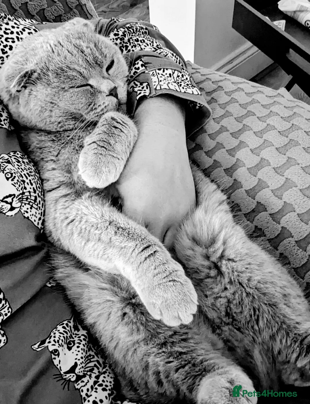 Scottish Fold cats for sale: Scottish fold 5 year old male  - Advert 1