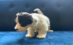 Sealyham Terrier dogs for sale: Stunning KC Litter Of Sealyham Terriers - Image 14